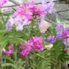 Orchid Farm - Multicolor