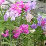 Orchid Farm - Multicolor