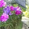 Orchid Farm - Alley