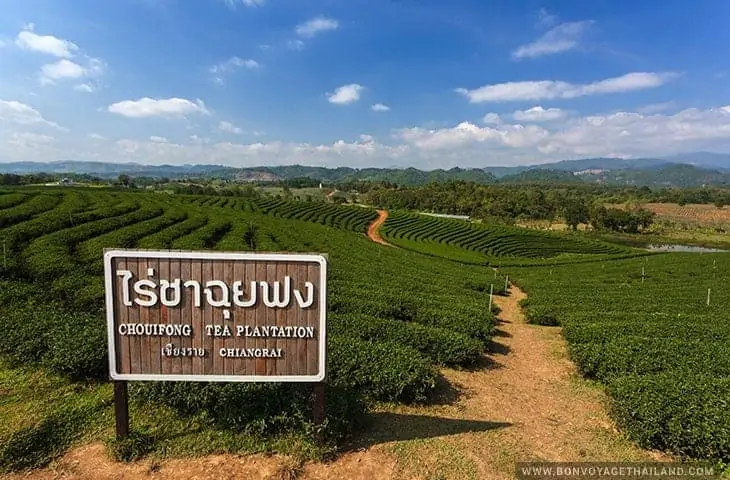 Choui Fong Tea Plantation Sign