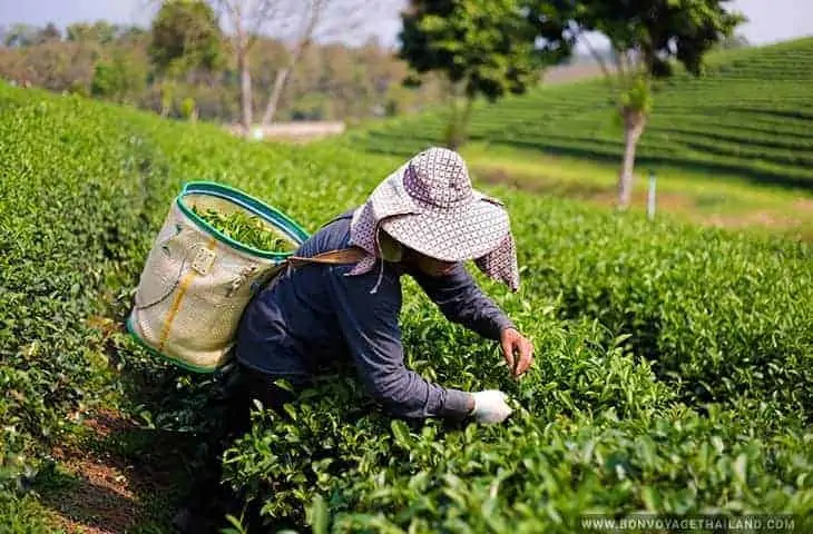 Tea Worker at Choui Fong Tea Plantation