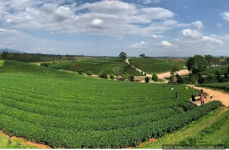 Choui Fong Tea Plantation Chiang Rai