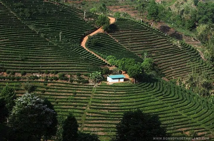 Maison au milieu de la plantation de thé