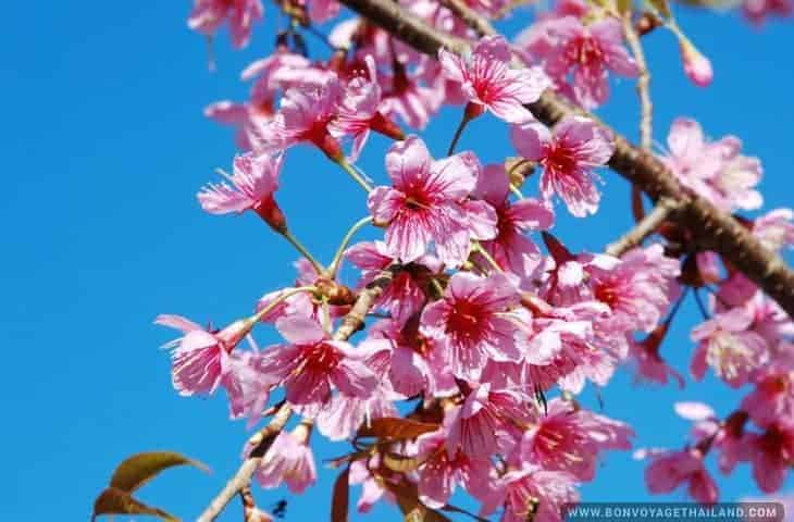 Cherry Blossom at Doi Mae Salong