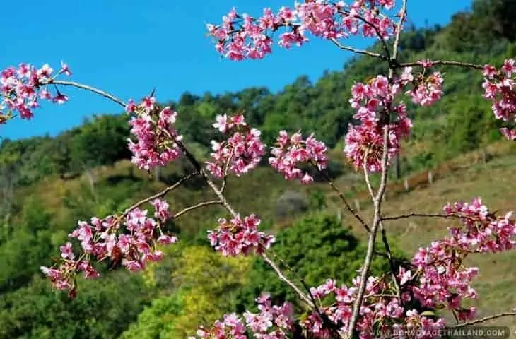 Cherry Blossom at Doi Mae Salong
