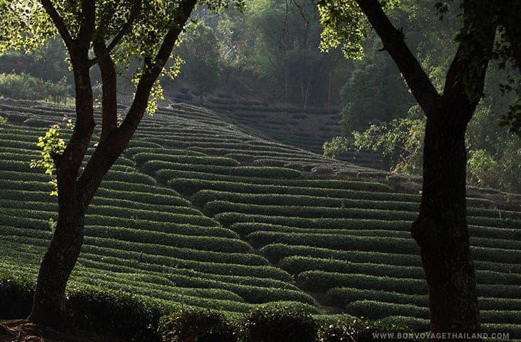 Plantation de thé de Doi Mae Salong