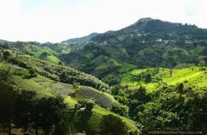 Doi Mae Salong