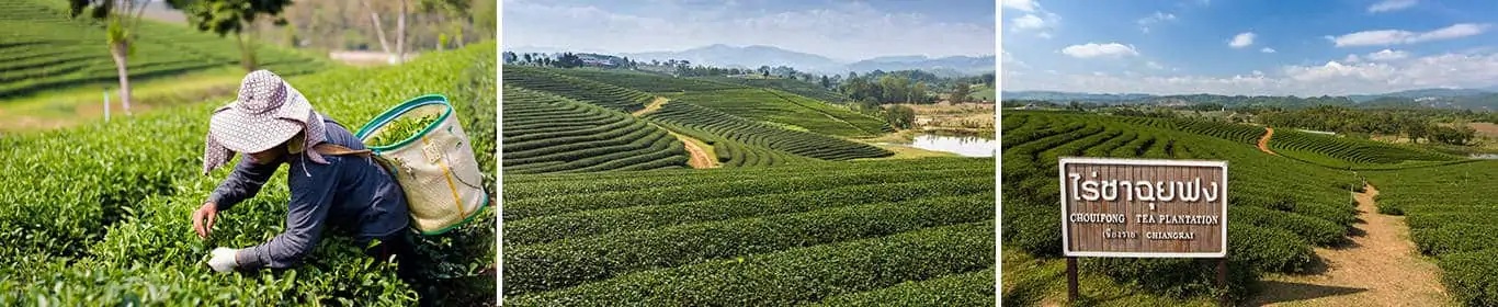 Choui Fong Tea Plantation