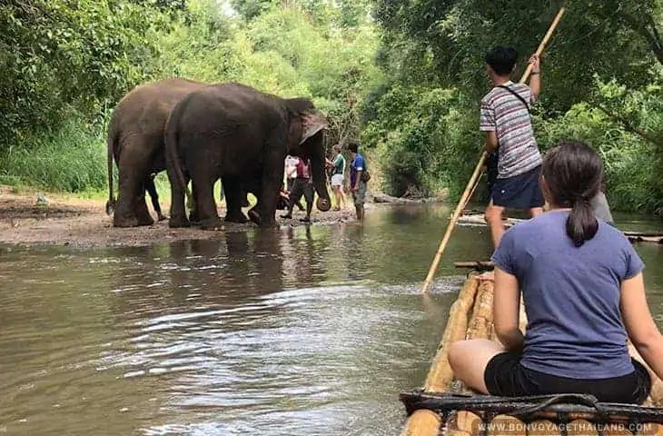 Éléphant près de Bamboo Rafting Mae Wang River