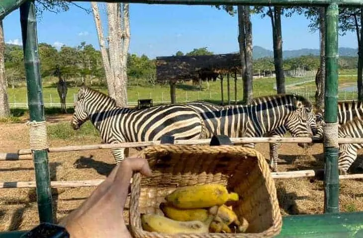 Singha Park Feed Zebras