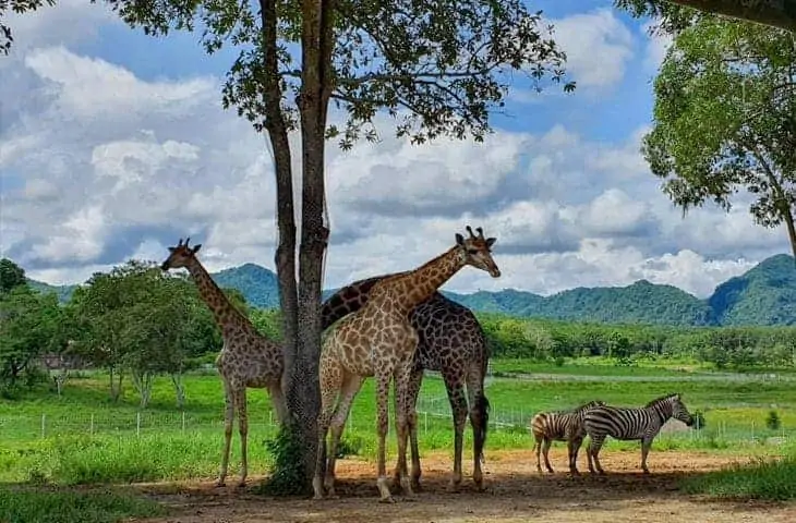 Girafe et zerbra du parc Singha