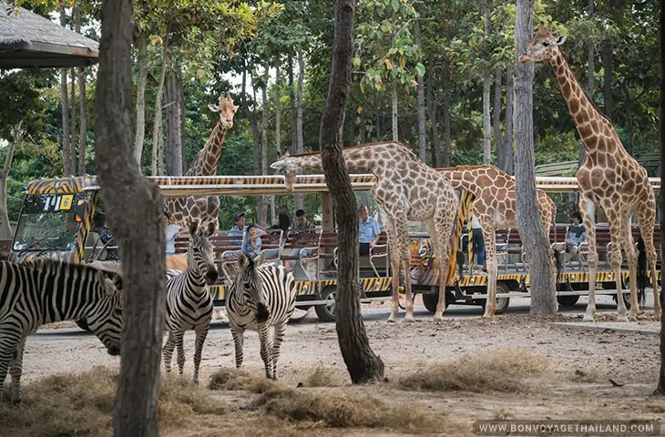 Chiang Mai Night Safari