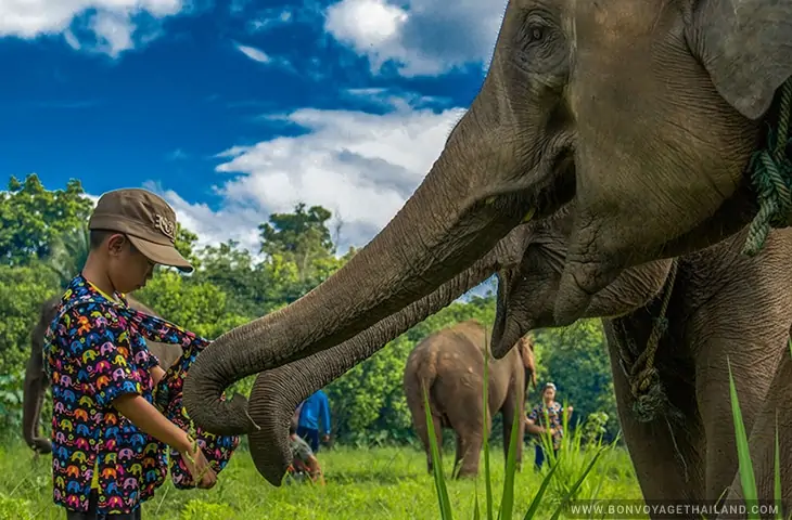 Elephant Sanctuaries