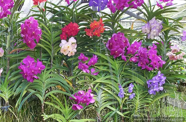 Orchid and Butterfly Farms