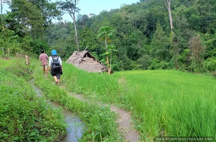 Nature - Trekking in Chiang Mai