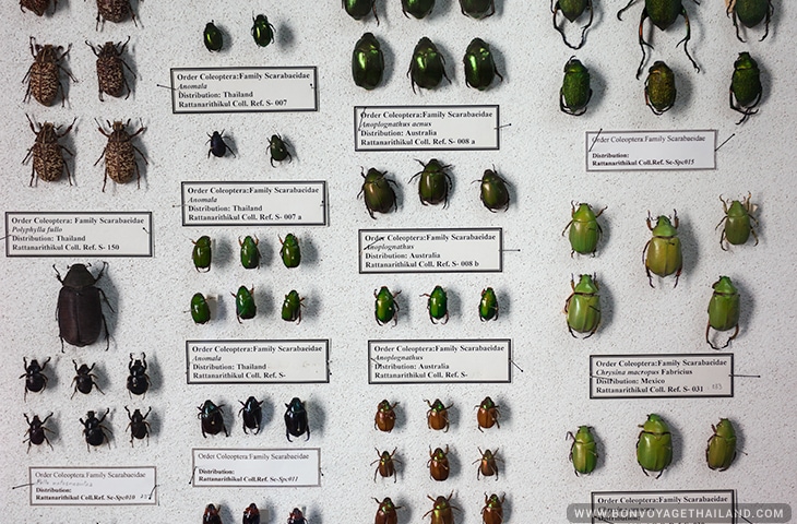 World Museum of Insects and Natural Wonders