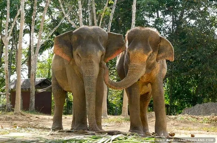 Phuket Elephant Sanctuary