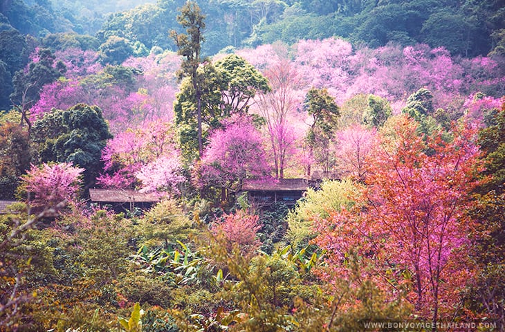 Baan Khun Chang Kian - Cherry Blossom