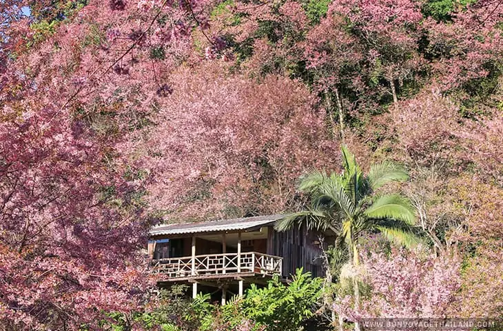 Baan Khun Chang Kian - Cherry Blossom