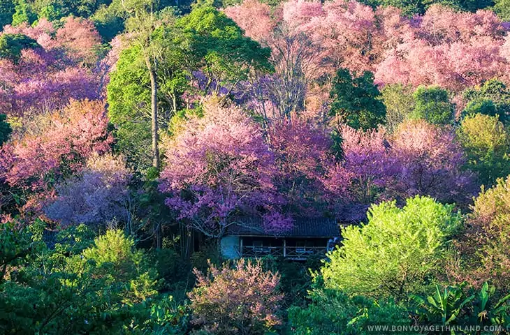 Baan Khun Chang Kian - Cherry Blossom