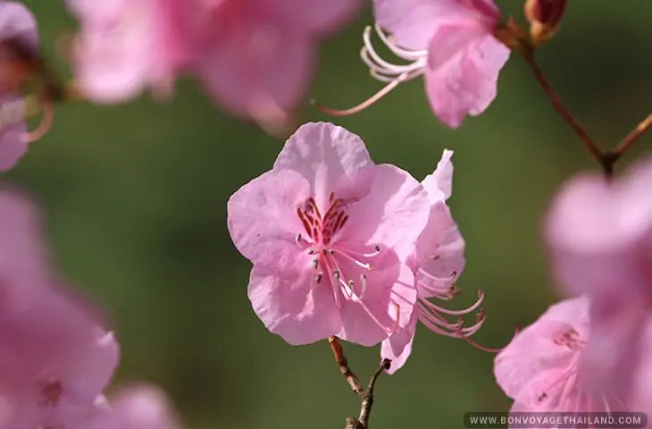 Baan Khun Chang Kian - Cherry Blossom