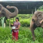 Happy Elephant Home - Preparing Food