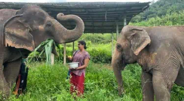 Happy Elephant Home