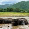 Happy Elephant Home - Elephant Bathing