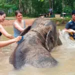 Elephant Wildlife Sanctuary Phuket Half-Day Care