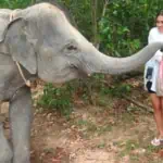 Elephant Wildlife Sanctuary Phuket Half-Day Care