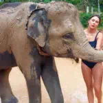 Elephant Wildlife Sanctuary Phuket Half-Day Care