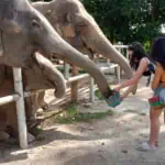 Elephant Wildlife Sanctuary Phuket - Save & Care