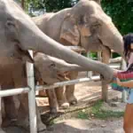 Elephant Wildlife Sanctuary Phuket - Save & Care