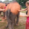 Elephant Wildlife Sanctuary Phuket - Save & Care