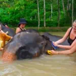 Elephant Wildlife Sanctuary Phuket - Save & Care