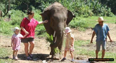 Patara Baby Elephant