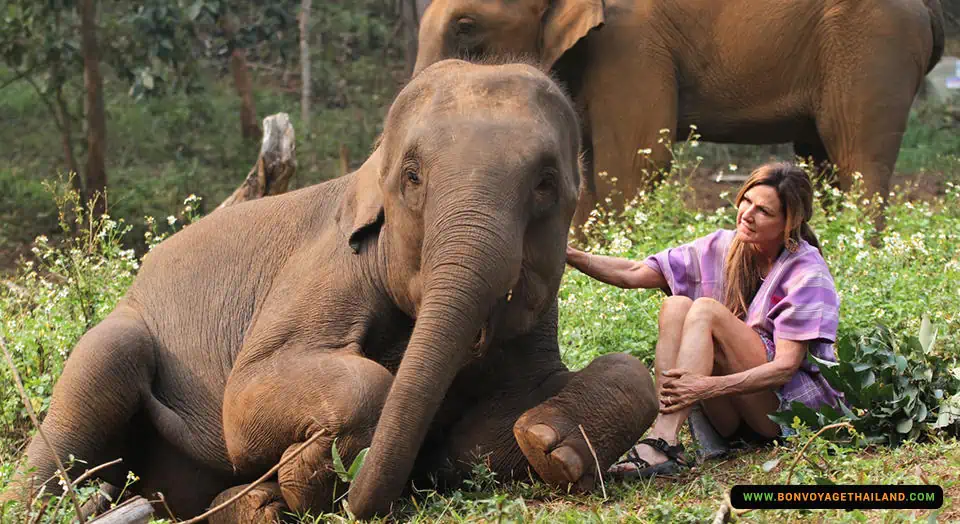 Patara Baby Elephant
