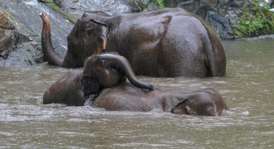 Patara Baby Elephant