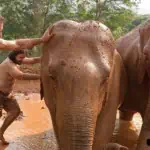 Trekking Doi Inthanon and Elephant Sanctuary