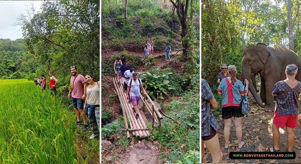 Trekking Doi Inthanon and Elephant Sanctuary