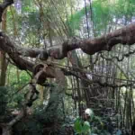 Chiang Dao Trekking Route 3