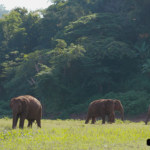 elephant-nature-park-2-10