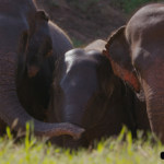 elephant-nature-park-2-2