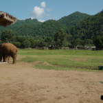 elephant-nature-park-2-3