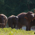 elephant-nature-park-2-4