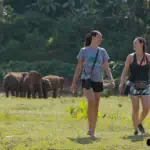 elephant-nature-park-2-5