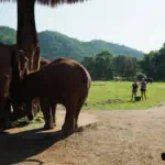 elephant-nature-park-2-6