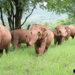 elephant-nature-park-sky-walk-10