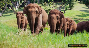 Elephant Nature Park - Demi journée