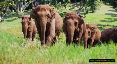 Elephant Nature Park SkyWalk